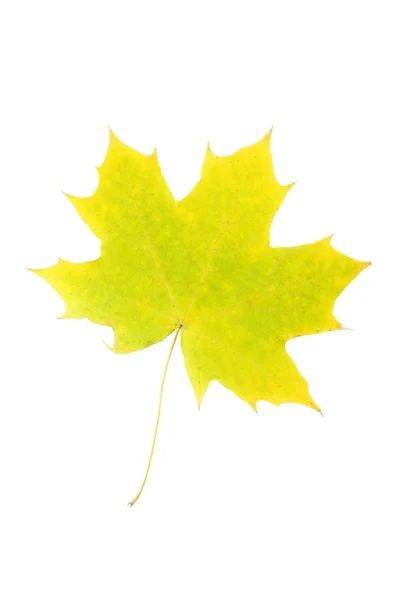 秋天的叶子在一张白纸 — 图库照片