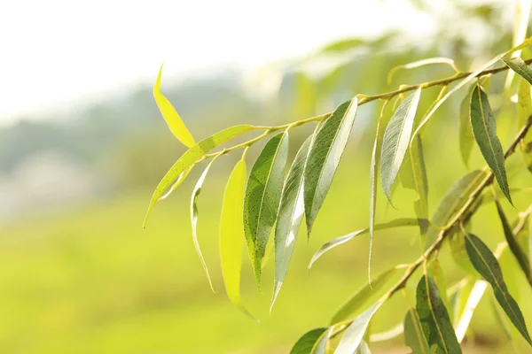 Liście zielonego drzewa — Zdjęcie stockowe