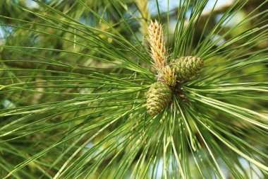 Çam ağacı üzerinde koni, yakın çekim