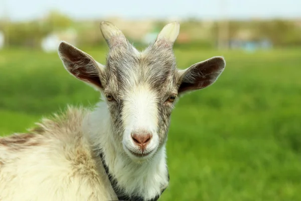 Goat on the green meadow — Stock Photo, Image