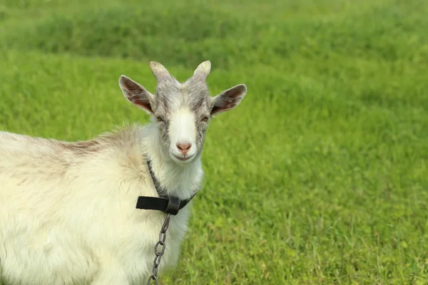 Goat on the green meadow — Stock Photo, Image