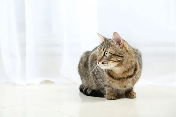 Tabby cat on the floor, close up — Stock Photo, Image