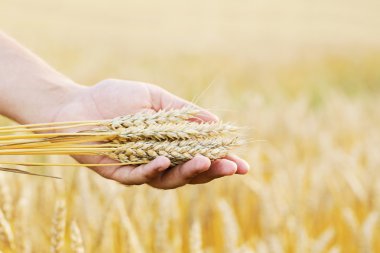 Elindeki altın buğday