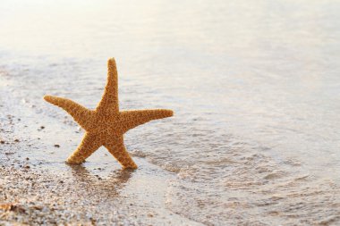 Kumsaldaki deniz yıldızı