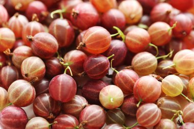 Bektaşi meyve arka plan