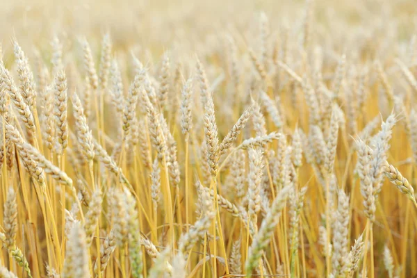 Ripe golden wheat — Stock Photo, Image