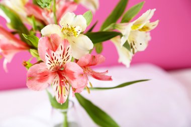 taze alstroemeria çiçek 