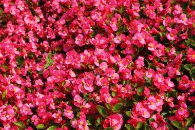 Pembe bahar çiçekleri