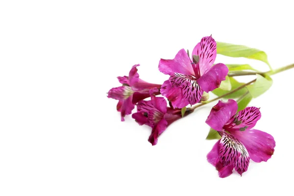 Flores de alstroemeria frescas — Fotografia de Stock