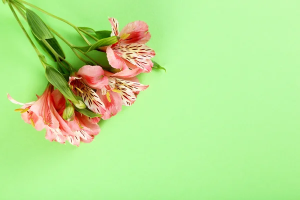 Flores de alstroemeria frescas — Fotografia de Stock