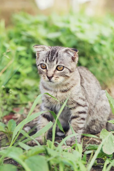 Красивий маленький кіт — стокове фото
