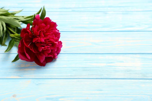 Red peony flower — Stock Photo, Image