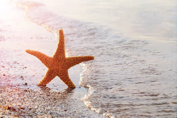 Estrela do mar em uma areia de praia — Fotografia de Stock