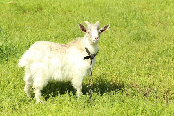 Koza na zelené louce — Stock fotografie