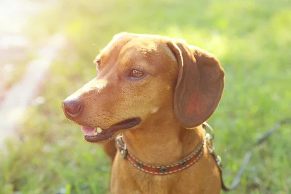 Portret van teckel hond — Stockfoto