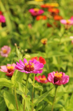 Bahçede bahar çiçekleri