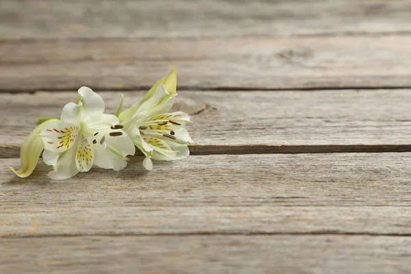 Flores de alstroemeria frescas — Fotografia de Stock