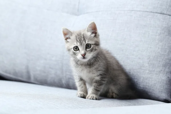 Beautiful little cat — Stock Photo, Image