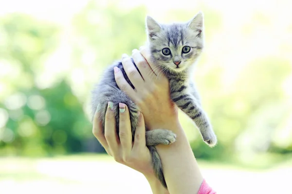 아름 다운 작은 고양이 — 스톡 사진
