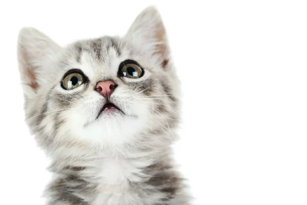 Retrato de gatito hermoso —  Fotos de Stock