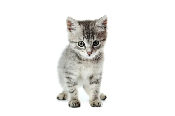 Gatinho bonito em branco — Fotografia de Stock