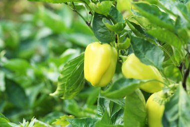 Bahçe içinde taze biber