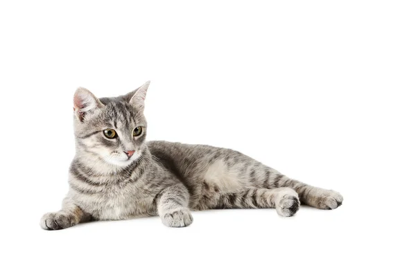 Beautiful grey cat — Stock Photo, Image