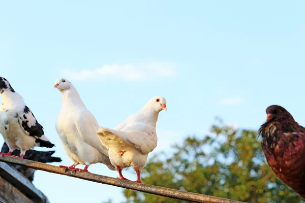 Verschillende mooie duiven — Stockfoto