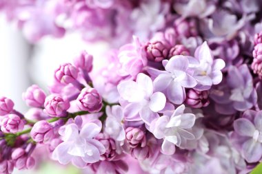 purple lilac flowers clipart
