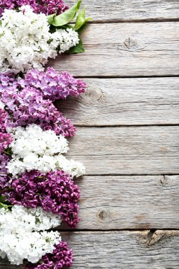 Çiçek açan leylak çiçekleri 