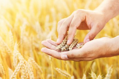 Olgun altın buğday