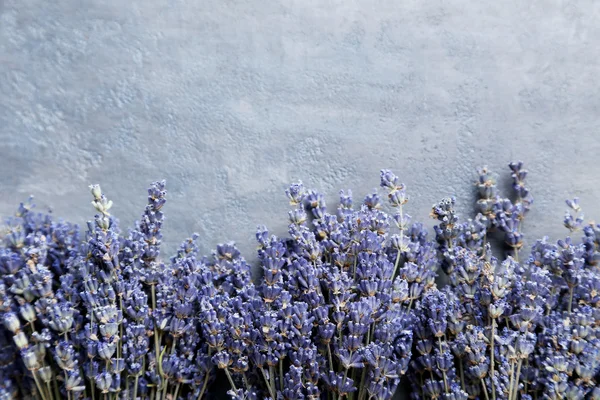 Flores frescas de lavanda — Foto de Stock