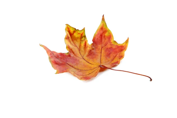 Folha de outono em um branco — Fotografia de Stock