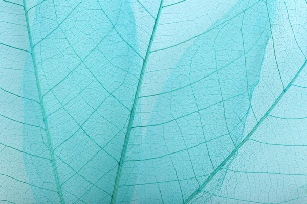 Skeleton leaves textute