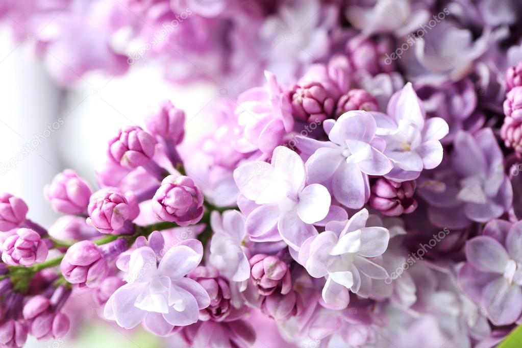 purple lilac flowers