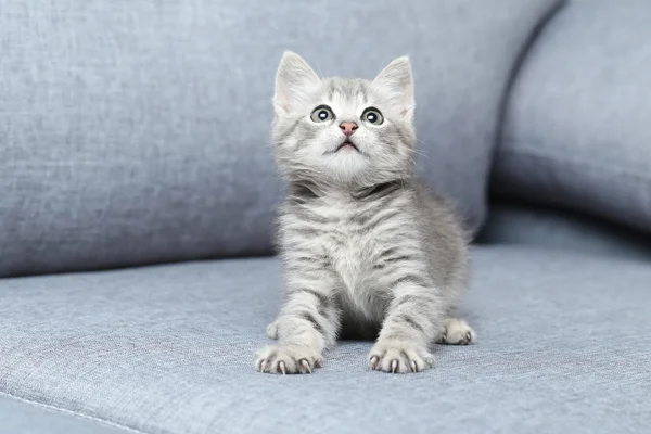 美しい平織り子猫 — ストック写真