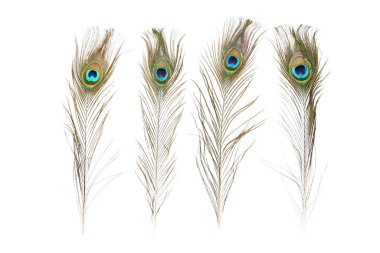 Beyaz arkaplanda izole edilmiş tavus kuşu tüyleri