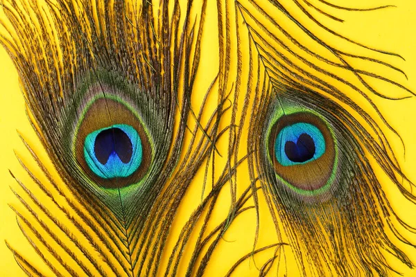 Peacock Feathers Yellow Background — Stock Photo, Image