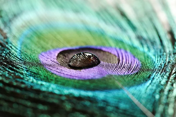 Fondo Pluma Pavo Real Con Gota Agua —  Fotos de Stock