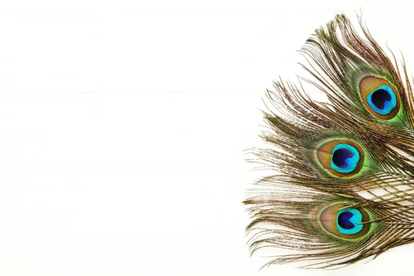 Peacock Veren Geïsoleerd Witte Achtergrond — Stockfoto