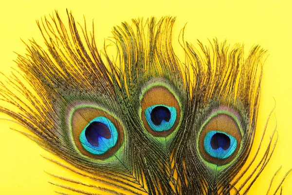 Φτερά Peacock Κίτρινο Φόντο — Φωτογραφία Αρχείου
