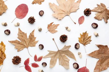 Beyaz arka planda meşe palamudu, koni ve kestane yaprakları