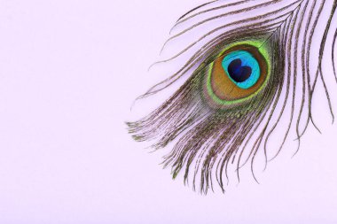 Öğrenci arka planında tavus kuşu tüyü