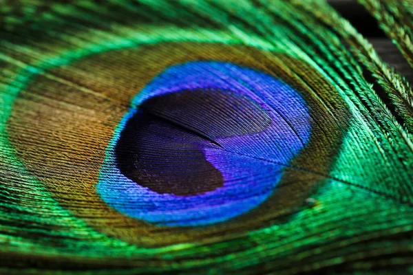 Fundo Bela Pena Pavão — Fotografia de Stock