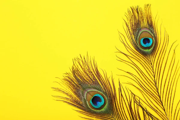 Φτερά Peacock Κίτρινο Φόντο — Φωτογραφία Αρχείου