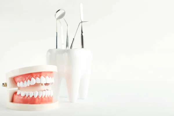 白い背景に歯科用器具付き歯モデル — ストック写真