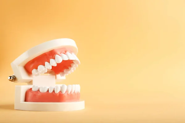 ベージュ地の歯モデル — ストック写真