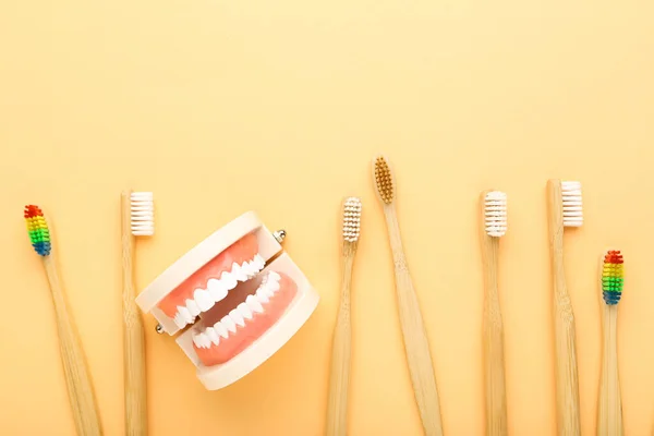 Teeth model with toothbrushes on beige background