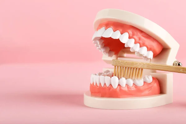 Teeth Model Toothbrush Pink Background — Stock Photo, Image