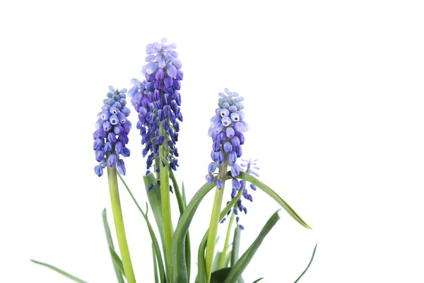 Schöne Blumen Auf Weißem Hintergrund — Stockfoto